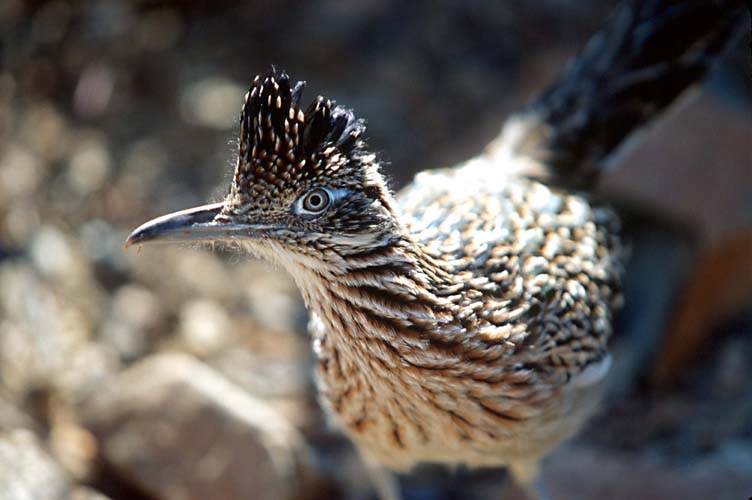 Roadrunner.